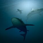Nova sedes Wohnbaugenossenschaft eG – eine gefährliche Mitgliedschaft?
